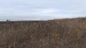 Натаска собаки в поле без монтажа. "От щенка до легавой собаки" - 18 серия.