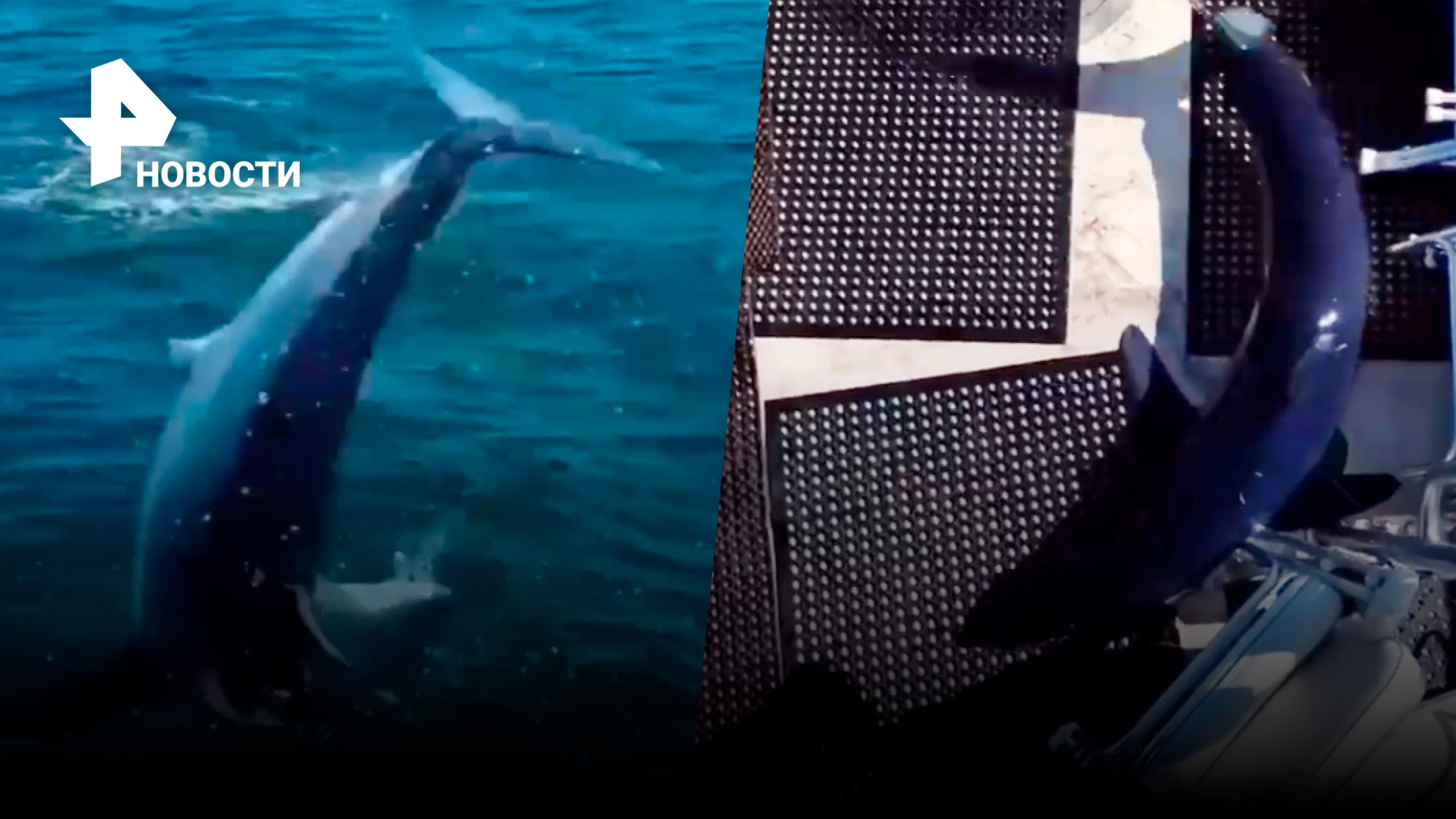 Трое в лодке, не считая акулы: шокирующий улов американских рыбаков / РЕН Новости