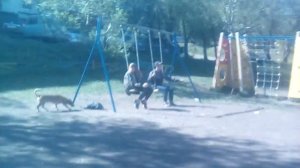 Как нельзя лразнить собаку наледи собака была без намордника