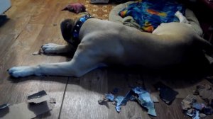 Плохая собака, щенок бульмастифа