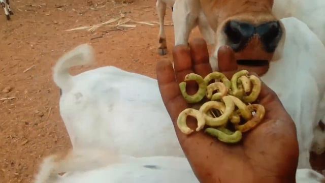 6 Advantages of feeding acacia fruits to your livestock смотреть онлайн