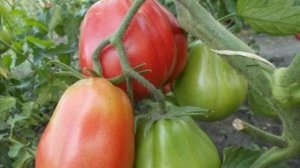 5 Проверенных сортов Томатов, которые дадут Урожай не взирая на капризы погоды