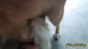 Assisting small dog mating