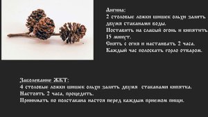 Лекарственные свойства ольховых шишек и их применение