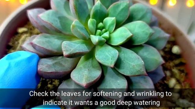 82/100 Echeveria Subcorymbosa Succulent Care | A Succulent similar to Graptoveria Purple Dream смотреть онлайн