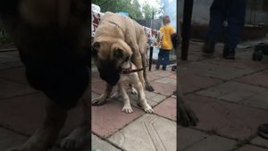 Атака Армянского Волкодава Гампр))) (Gampr) Афина и Ахиллес