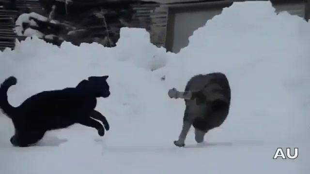 Кот сломался... коты обнялись😂😇😀😍❤🐱