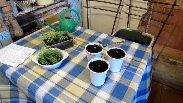 Как вырастить Эустому (Лизиантус) из семян. Уход. #2 смотреть онлайн