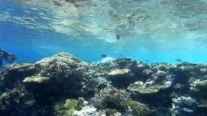 Reef crest near Ras Mohammed, Egypt.