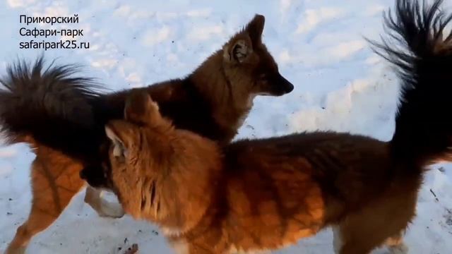 Красные волки в Приморском Сафари-парке. Январь 2023 смотреть онлайн