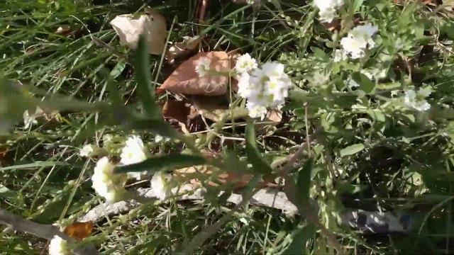 Осенний денёк !Челябинская область. /Село Долгодеревенское./ #природаурала #осень смотреть онлайн