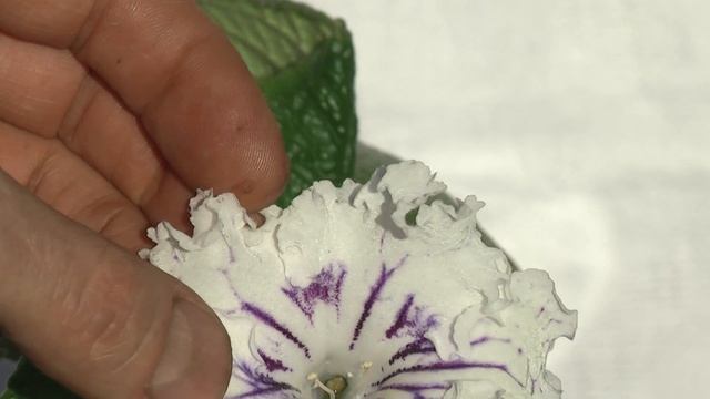 Стрептокарпус DS-1778 смотреть онлайн