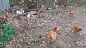 Куры зимой в холодном курятнике. Посоветуйте, как можно обогреть.