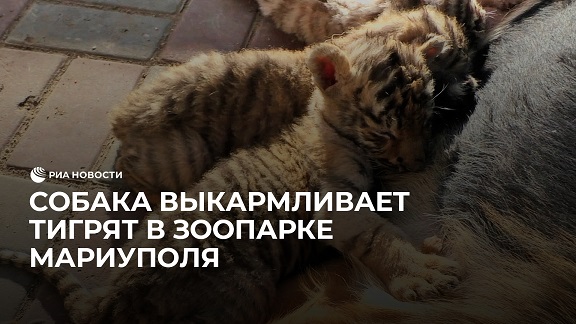 Собака выкармливает тигрят в зоопарке Мариуполя