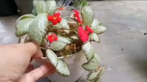 Time to breeding ( episcia busek, hybrid, dkk)