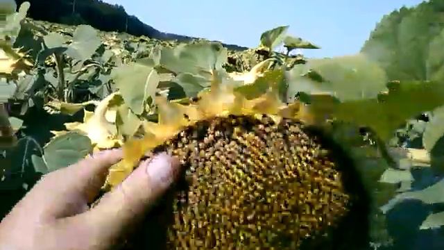 Подсолнух обработанный Хелатом Бора смотреть онлайн