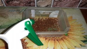 Как прорастить лен