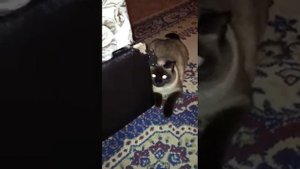 Кот Нурзик провинился🤗
