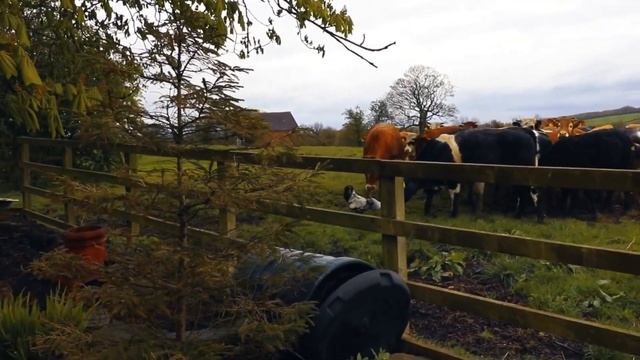 Эти Животные Связались Не с Тем Петухом... Хищники, которые Явно Ошиблись с Жертвой смотреть онлайн