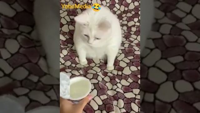 кот и сметана смотреть онлайн