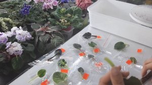 Размножение фиалки листиком. Укоренение листа сразу в грунт.