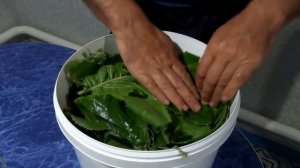 ГРИБЫ РЫЖИКИ КАК СОЛИТЬ