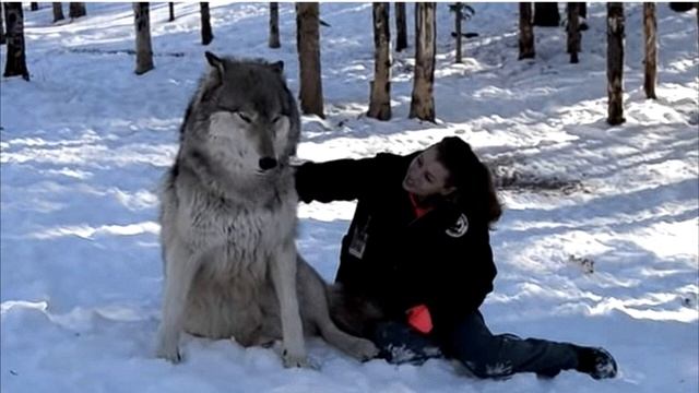 Волк вышел из леса и сел рядом с девушкой. Кадры от которых замирает сердце! смотреть онлайн