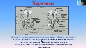 4 четверть, 8 класс, Биология, Способы размножения животных  Бесполое и половое размножение
