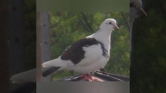 Колокольный звон к Вечерней службе. смотреть онлайн