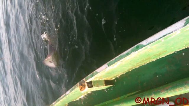 Скат Хвостокол (Морской Кот) - Одесса Чёрное море смотреть онлайн