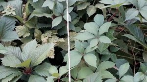 Обрезка девичьего винограда живой изгороди без опор