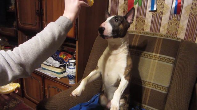 Бультерьер Бантик МЫ ДЕЛИЛИ АПЕЛЬСИН🤣 смотреть онлайн