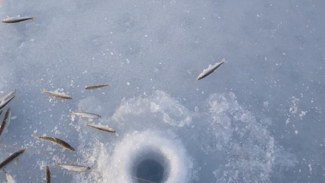 Крупная корюшка!!! Зимняя рыбалка ловля корюшки Магадан бухта Гертнера смотреть онлайн