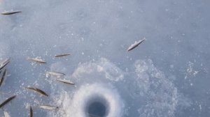 Крупная корюшка!!! Зимняя рыбалка ловля корюшки Магадан бухта Гертнера