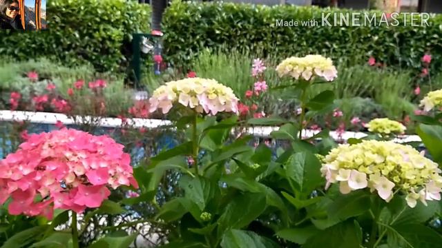 EP.278 Hydrangea Part 2 ดอกไฮเดรนเยียบานแล้วที่สวน #รอบรั้วบ้านพาเพลิน #Ortancaçiçeği смотреть онлайн