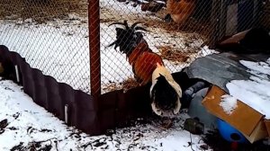 Петухи дерутся через сетку