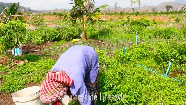 Fertilizer Water Convolvulus | Countryside Lifestyle смотреть онлайн