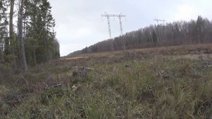 Охота на лося загоном 26 10 19