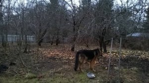 Не передать словами, зас. арт. РФ. В.Пьянов, комп. лаур. меж. и всер. конк. Г.Шарин, стихи И.Головко