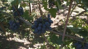 Крупный виноград Фуршетный.