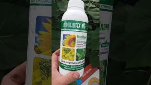 Стимулятор роста Регоплант на Подсолнечник. Листовая подкормка Регоплант по Подсолнечнику.