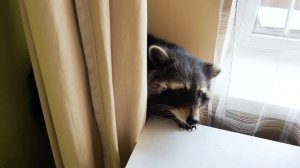 ЗАКРЫЛИ на ЧАС в ОДНОЙ КОМНАТЕ ЩЕНКА АЛАБАЯ и ЕНОТ ХАЙПА [Скрытая камера]