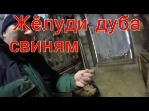 Жёлуди это  питательные свойства для свиней