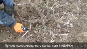 Подрезаем виноград. Сорта КАДАРКА, ГАЯР, РКАЦИТЕЛИ, КЕША, АРКАДИЯ  // Часть первая