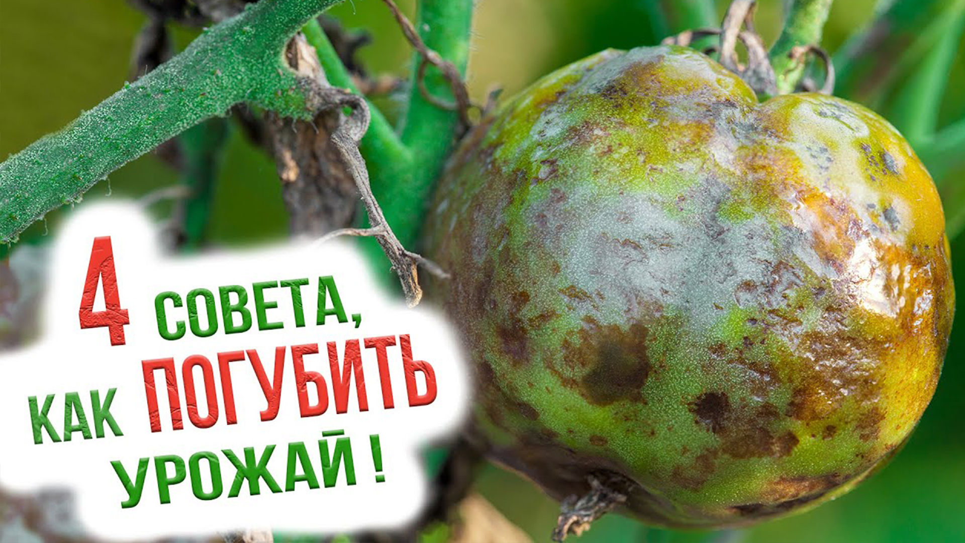 Топ 4 вредных советов для огородников! Эти советы погубят ваш урожай