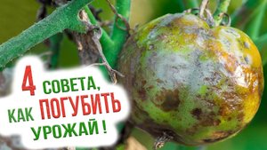 Топ 4 вредных советов для огородников! Эти советы погубят ваш урожай