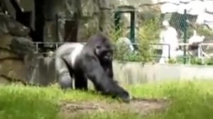 гарила приколист