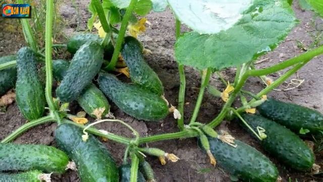 Подкормка огурцов дрожжами / Рецепты, правила применения.