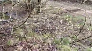 Верба- ракита