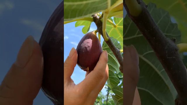 Enjoy A Fig Day #satisfying #shortsvideo